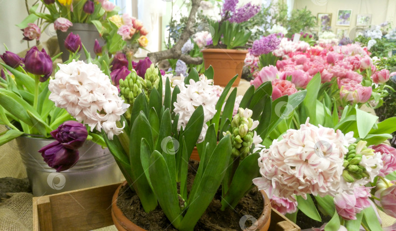 Скачать Белый гиацинт с бутонами в цветочном горшке фотосток Ozero