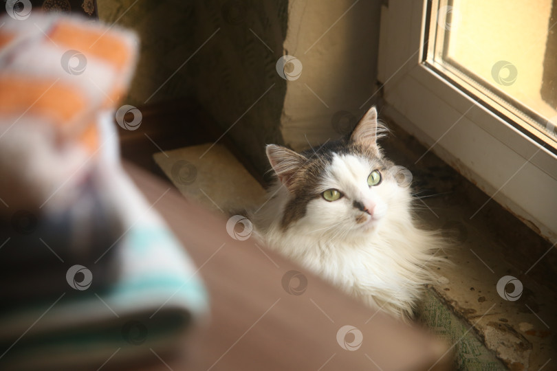 Скачать Довольный кот лежит дома фотосток Ozero