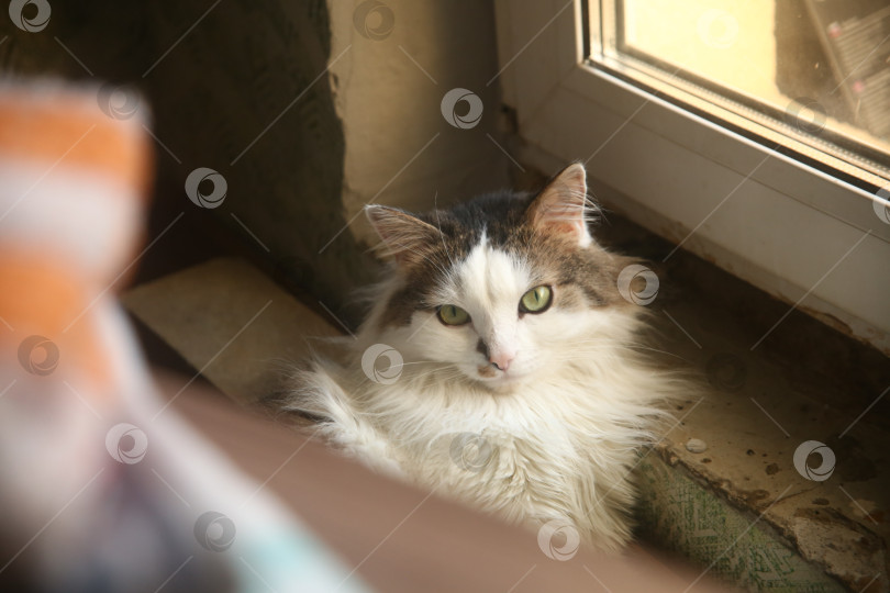 Скачать Довольный кот лежит на полу фотосток Ozero