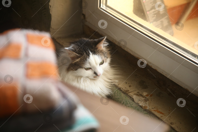 Скачать Довольный кот лежит на полу фотосток Ozero