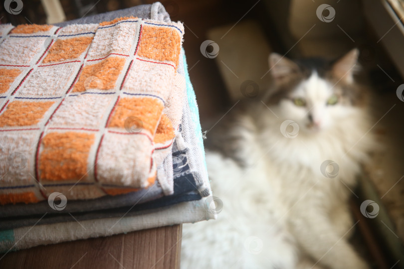 Скачать Махровое полотенце на фоне кота фотосток Ozero