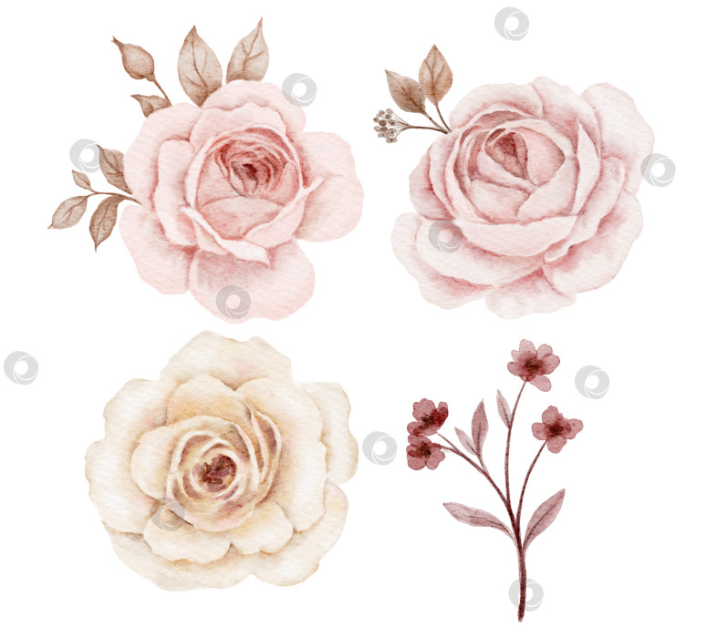 Скачать Набор акварельных роз с нежными румянами и бежевыми лепестками, выполненный в нежных пастельных тонах. Иллюстрации для приглашений, открыток, упаковочных этикеток, канцелярских принадлежностей или романтических цветочных рисунков. фотосток Ozero