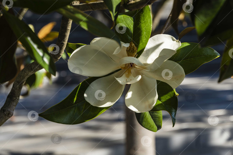Скачать Крупный белый цветок на ветке вечнозеленой южной магнолии (Magnolia Grandiflora) с зелеными листьями на размытом фоне. Выборочный фокус. Крупный план. Городской парк "Краснодар". Лето 2021 года. фотосток Ozero