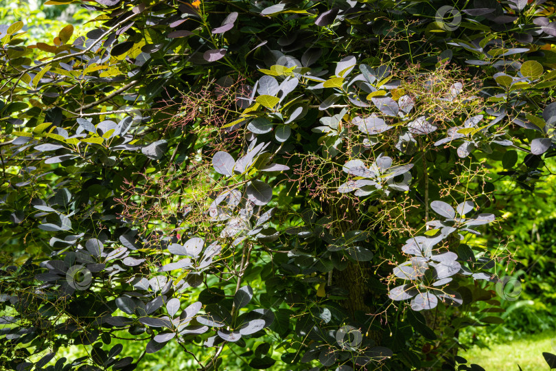 Скачать Молодые фиолетовые листья Cotinus coggygria Royal Purple (Rhus cotinus, европейское дымчатое дерево) с цветами на размытом фоне зелени сада. Выборочный подход. Природная концепция дизайна. фотосток Ozero