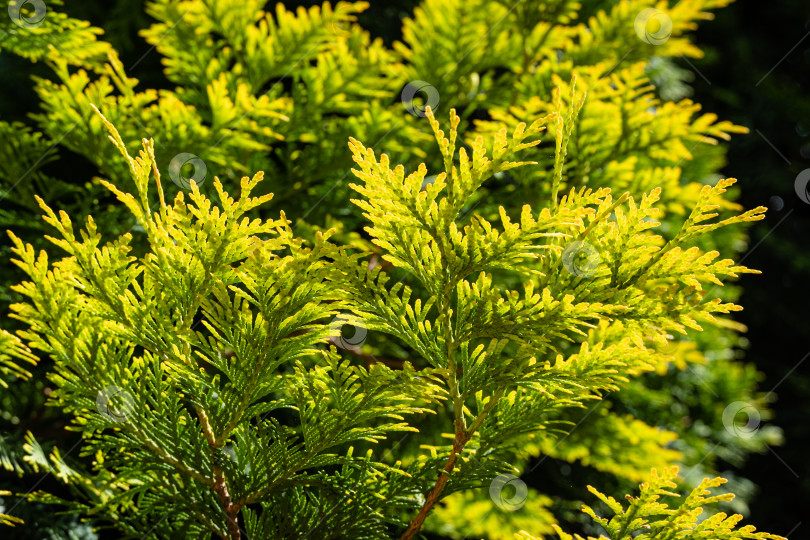 Скачать Ветка с желто-зелеными листьями западной туи (Thuja occidentalis Aurea) на размытом фоне. Выборочный фокус. Крупный план текстуры желто-зеленых листьев. Концепция природы для дизайна фотосток Ozero