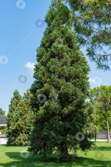 Скачать Огромный молодой секвойядендрон гигантский (giant sequoia) на зеленой лужайке на фоне голубого неба в городском ландшафтном парке Краснодара. Общественный ландшафт "Парк Галицкого" солнечным летом 2021 года. фотосток Ozero
