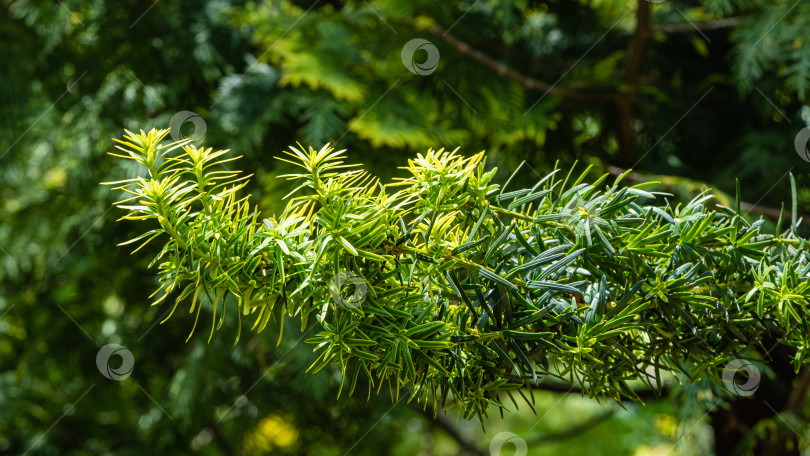 Скачать Красивые ветви тиса Taxus baccata Fastigiata Aurea (английский тис, европейский тис) с ярко-зеленой листвой с желтыми полосками на размытом фоне вечнозеленых растений. Крупный план. Природа для дизайна фотосток Ozero