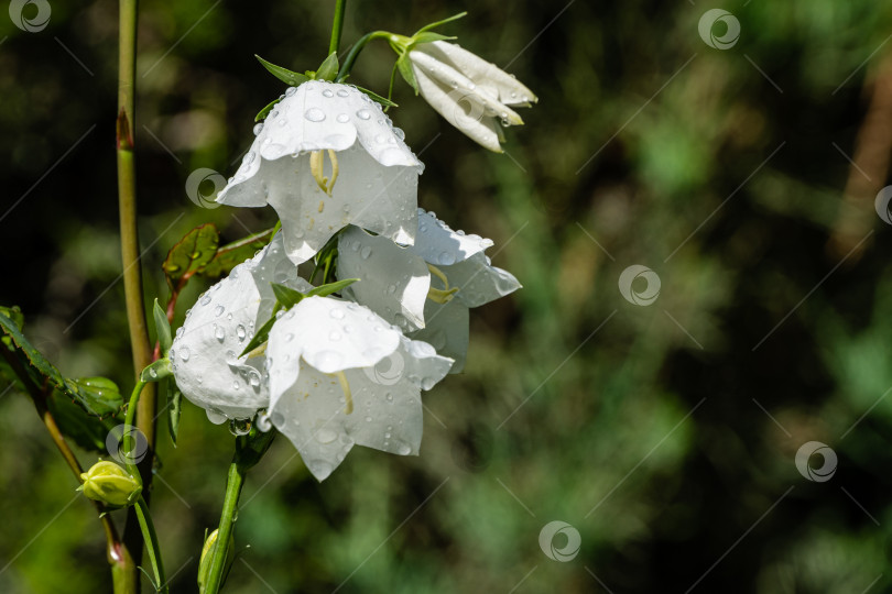 Скачать Белые цветы колокольчика персиколистного (Campanula persicifolia) на размытом фоне. Выборочный фокус. Крупным планом нежные белые лепестки с каплями дождя. Концепция дизайна, основанная на природе. фотосток Ozero