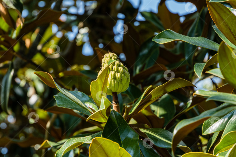 Скачать Плоды или шишки вечнозеленой южной магнолии (Magnolia Grandiflora) с зелеными листьями на размытом темном фоне. Крупный план. Городской ландшафтный парк "Краснодар" или "Парк Галицкого". Август 2021 года фотосток Ozero