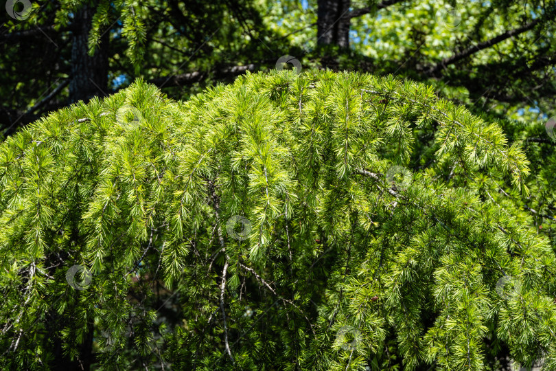 Скачать Молодая ярко-зеленая хвоя гималайского кедра (Cedrus Deodara, Деодар), растущего на набережной курортного города Адлер. Крупный план. Черное море. Размытый фон. Выборочный фокус. Адлер. Сочи. фотосток Ozero