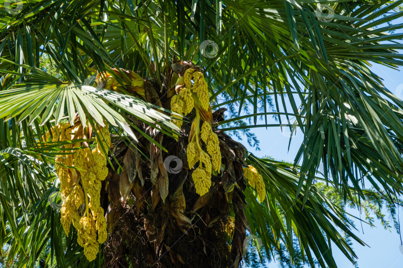 Скачать Цветущая китайская пальма ветряная мельница (Trachycarpus fortunei) или пальма Чусан в адлерском дендрарии "Южные культуры". Крупный план желтых цветов. Весна. Сириус (Адлер), Сочи. Концепция дизайна, основанная на природе. фотосток Ozero