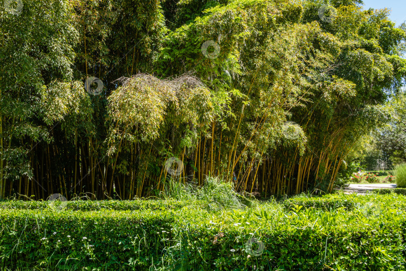 Скачать Заросли вечнозеленого изящного золотистого бамбука Phyllostachys aureosulcata в адлерском дендропарке "Южные культуры". Вдоль дорожек дендропарка растут толстые стволы золотистого бамбука фотосток Ozero