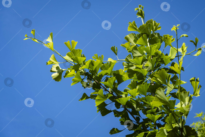 Скачать Дерево гинкго (Ginkgo biloba) или гинкговое дерево в ландшафтном саду. Ветка с ярко-зелеными листьями на фоне голубого летнего неба. Выборочный фокус. Свежие обои с природной концепцией. Место для вашего текста фотосток Ozero