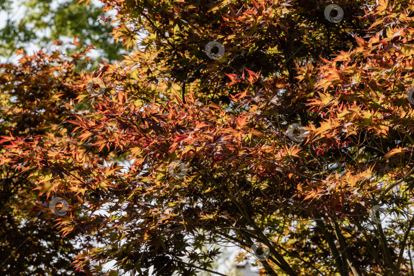 Скачать Изящное дерево Acer Palmatum Dissectum с красными листьями на берегу искусственного пруда. Стилизованный японский дворик в городском парке Краснодара. Галицийский парк. Солнечный день. Краснодар, Россия, 24 августа 2021 г. фотосток Ozero