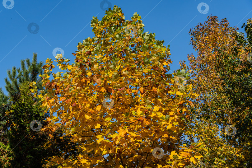 Скачать Тюльпанное дерево (Liriodendron tulipifera).  Золотистые и желтые листья тюльпанного дерева. Осенняя листва американского или тюльпановидного тополя крупным планом на фоне голубого неба. Выборочный фокус. Есть место для текста фотосток Ozero