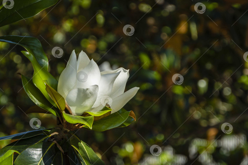 Скачать Крупный белый цветок на ветке вечнозеленой южной магнолии (Magnolia Grandiflora) с зелеными листьями на размытом фоне. Выборочный фокус. Крупный план. Городской парк "Краснодар". Лето 2021 года. фотосток Ozero