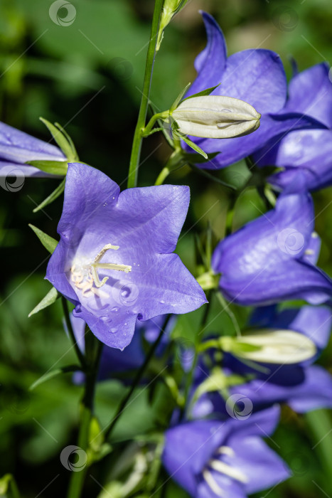 Скачать Фиолетово-синие цветы колокольчика персиколистного (Campanula persicifolia) на размытом фоне. Выборочный фокус. Лепестки с каплями дождя крупным планом. Концепция дизайна, основанная на природе фотосток Ozero