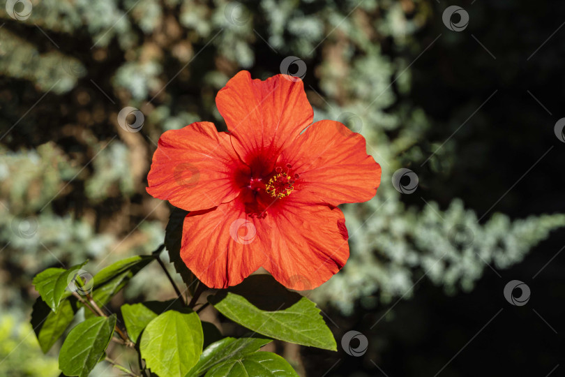 Скачать Крупный красный цветок китайского гибискуса (Hibiscus rosa-sinensis) на размытом фоне ветки можжевельника. Выборочный фокус. Крупный план. Китайская роза или гавайский гибискус на солнце. Концепция дизайна, основанная на природе фотосток Ozero