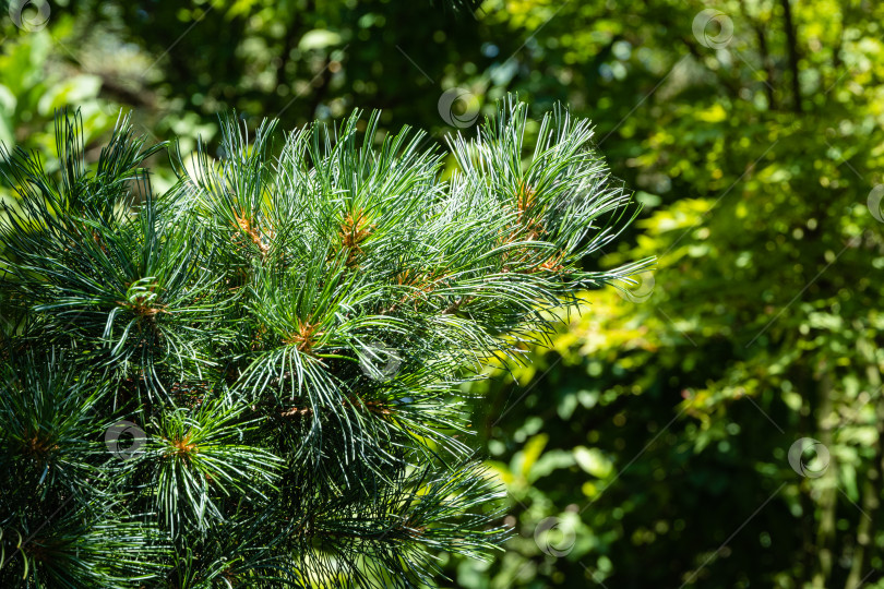 Скачать Оригинальные двухцветные иголки на ветке японской сосны Pinus parviflora Glauca на размытом фоне вечнозеленых растений. Выборочный фокус. Крупный план. Макросъемка зеленых и серебристых иголок. Концепция природы. фотосток Ozero