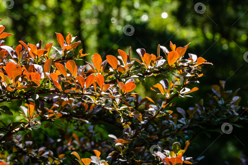 Скачать Изогнутая ветка с фиолетовой листвой на кусте Berberis thunbergii Atropurpurea на размытом фоне вечнозеленых растений. Крупный план. Выборочный фокус. Концепция природы для дизайна. фотосток Ozero