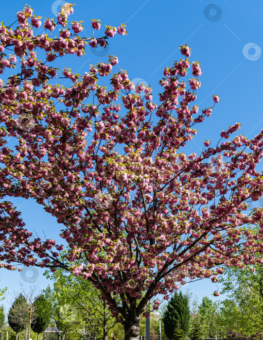 Скачать Цветущее дерево Prunus 'Kanzan' (Prunus serrulata или Prunus lannesiana) на фоне голубого неба. Крупные розовые цветы на ветвях дерева. Городской парк "Краснодар". Галицийский парк. Весна 2021 года. фотосток Ozero