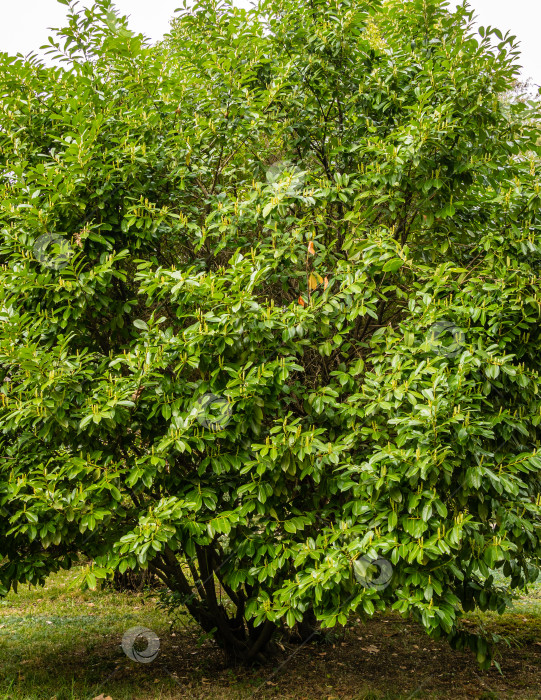 Скачать Prunus laurocerasus, известный как лавр вишневый, лавр обыкновенный и иногда лавр английский, в Адлерском дендрарии "Южные культуры". Большое, пышное дерево с вечнозелеными листьями начинает цвести. Сириус, Сочи. фотосток Ozero