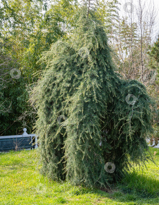 Скачать Гималайский кедр (Cedrus Deodara, Деодар) маятниковый в Адлерском дендрарии “Южные культуры". Крупный план. Красивое вечнозеленое растение на размытом фоне. Выборочный фокус. фотосток Ozero