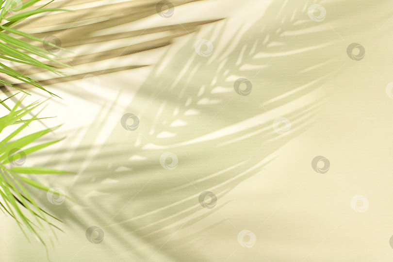 Скачать Минималистичный абстрактный фон для презентации косметической продукции, пустой подиум премиум-класса с тенями на солнечном элегантном фоне, шаблон дизайна и баннер для экрана, подиум на пьедестале фотосток Ozero