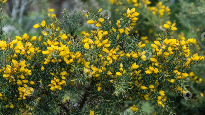 Скачать Желтые цветы Ulex europaeus, широко известные как Утесник, дроковник или вьюнок, растут в дендрарии парка "Южные культуры". Цветущее растение с острыми шипами. Крупный план. Весна. Сириус (Адлер) Сочи. фотосток Ozero
