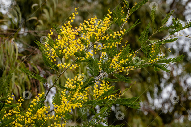 Скачать Мимоза Acacia dealbata (серебристая или голубая акация) в Адлерском дендрарии "Южные культуры". Желтые пушистые цветы на размытом фоне листьев эвкалипта. Выборочный фокус. Весна в Сочи. фотосток Ozero