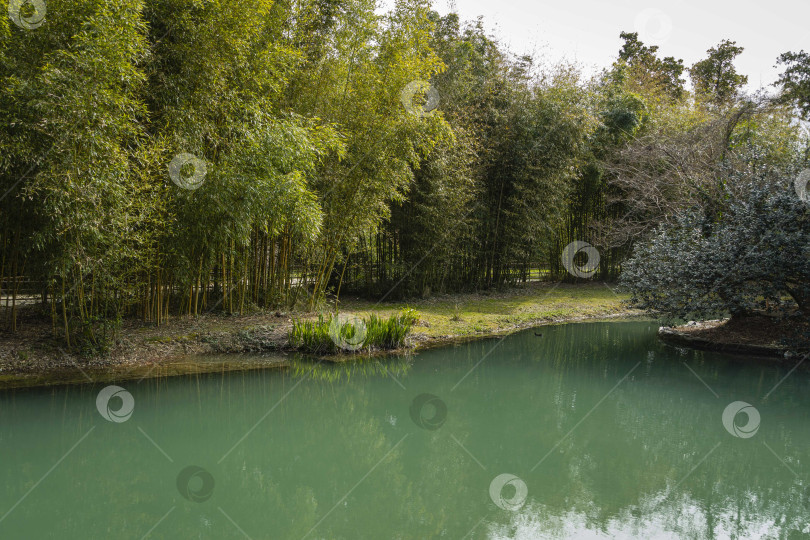Скачать Золотой бамбук Phyllostachys aureosulcata 'Aureocaulis' на берегу пруда или большого озера. Дендропарк Южных культур в Адлере. Отражение стволов бамбука в изумрудной воде. Сириус (Адлер) Сочи. фотосток Ozero