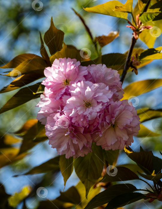 Скачать Дерево черноплодной рябины (Prunus serrulata). Веточка черноплодной рябины (Prunus serrulata) с розовыми цветами на размытом фоне красивой желтой листвы. Выборочный фокус. Крупный план. Японская вишня. фотосток Ozero