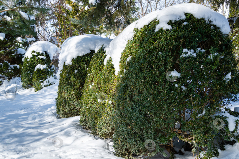 Скачать Самшит Buxus sempervirens - это кусты самшита или европейского самшитника с яркой блестящей листвой под снегом. Вечнозеленый ландшафтный зимний сад. Идеальный фон для любой природной тематики. Место для вашего текста. фотосток Ozero
