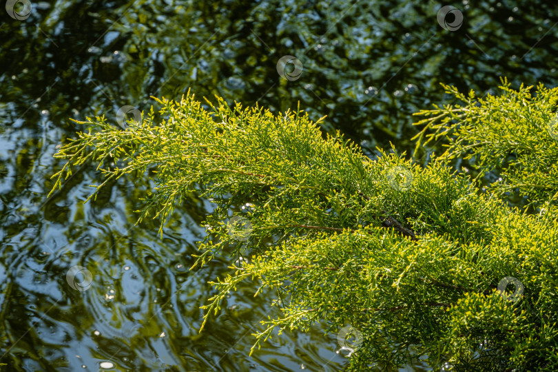 Скачать Молодые зеленые веточки Juniperus pfitzeriana или Juniperus media Gold Saucer с желтыми верхушками на размытом фоне воды в садовом пруду. Выборочный фокус. Крупный план. Вечнозеленый ландшафтный сад. фотосток Ozero