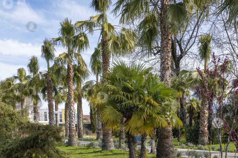 Скачать Кроны пальм Washingtonia filifera, широко известных в Сочи как веерообразные калифорнийские пальмы на фоне голубого мартовского неба. Аллея пальм Washingtonia filifera. Сочинский дендрарий южных культур. фотосток Ozero