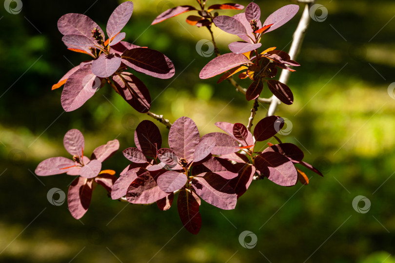 Скачать Молодые пурпурные листья Cotinus coggygria Royal Purple (Rhus cotinus, европейского дымчатого дерева) на размытом фоне зелени сада. Выборочный фокус. Солнечный день в весеннем саду. Крупный план. фотосток Ozero
