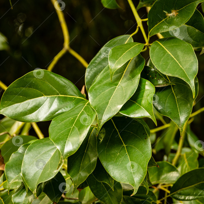 Скачать Блестящие вечнозеленые листья ложного камфорного дерева (Cinnamomum glanduliferum) или непальского камфорного дерева в парке-дендрарии "Южные культуры" крупным планом. Выборочный фокус. Весна. Сириус (Адлер) Сочи. фотосток Ozero