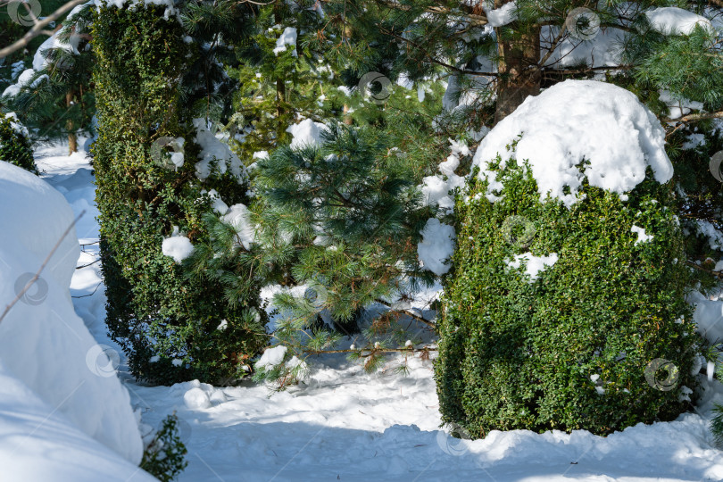 Скачать Самшит Buxus sempervirens - это кусты самшита или европейского самшитника с яркой блестящей листвой под снегом. Вечнозеленый ландшафтный зимний сад. Идеальный фон для любой природной тематики. Место для вашего текста. фотосток Ozero
