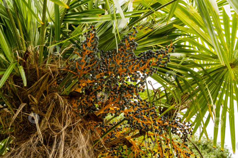 Скачать Китайская пальма, китайская ветряная мельница (Trachycarpus fortunei) или Чусанская пальма в весеннем парке-дендрарии "Южные культуры". Спелые синие плоды на пальме. Крупный план. Весна. Сириус (Адлер) Сочи. фотосток Ozero