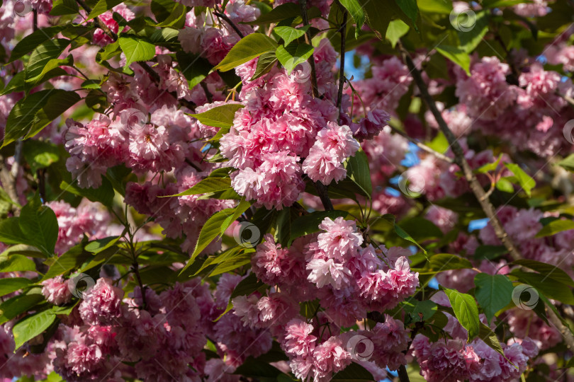 Скачать Цветущее дерево Канзан (Prunus serrulata) в ландшафтном саду. Крупный план. Веточка Канзана (Prunus serrulata) с розовыми цветами на фоне голубого неба. Цветы японской вишни. Выборочный обзор фотосток Ozero