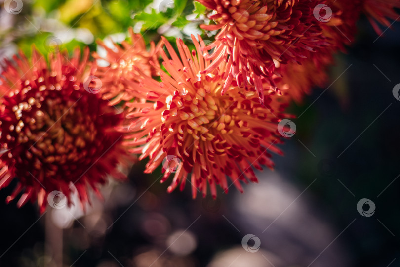 Скачать Бордовые цветы хризантемы в саду. Контрастный солнечный свет. Крупный план. Красота в природе. Текстура и фон. фотосток Ozero