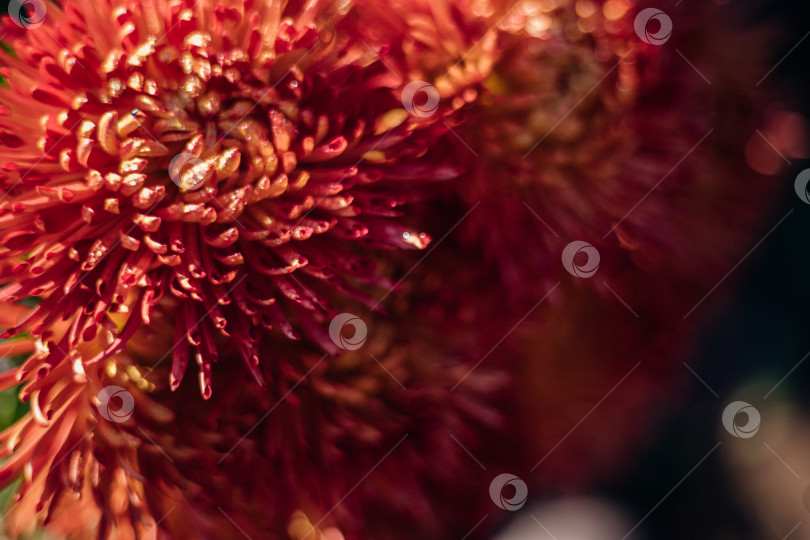 Скачать Бордовые цветы хризантемы в саду. Контрастный солнечный свет. Крупный план. Красота в природе. Текстура и фон. фотосток Ozero
