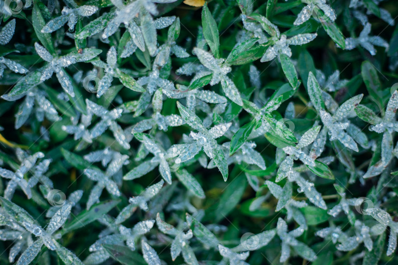 Скачать Красивый фон из сочных зеленых листьев, покрытых инеем. Натуральная текстура. Абстрактный фон. Осенняя картинка. фотосток Ozero