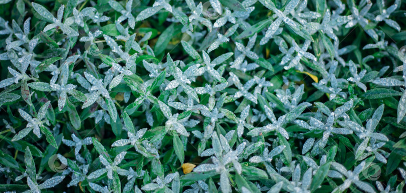 Скачать Красивый фон из сочных зеленых листьев, покрытых инеем. Натуральная текстура. Абстрактный фон. Осенняя картинка. фотосток Ozero