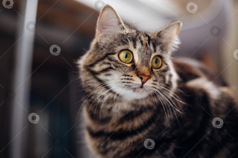Скачать Портрет полосатой кошки в комнате, передает любопытство, сосредоточенность. Домашнее животное. фотосток Ozero