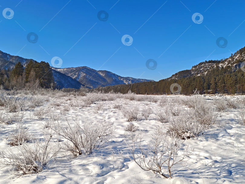 Скачать Алтай зимой, иней на кустарниках на берегу реки Катунь. Алтай зимой, иней на кустах по берегам реки Катунь. фотосток Ozero