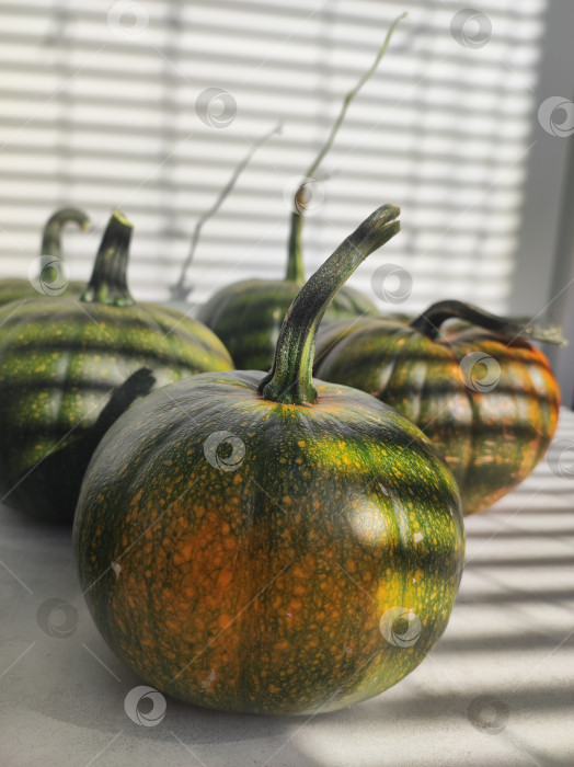 Скачать Композиция тыкв на столе. Тени из полосок над тыквами. фотосток Ozero