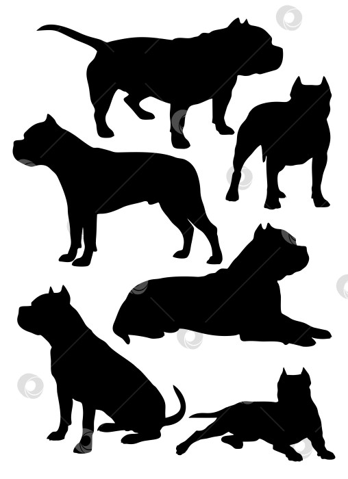 Скачать Американские собаки-хулиганы фотосток Ozero