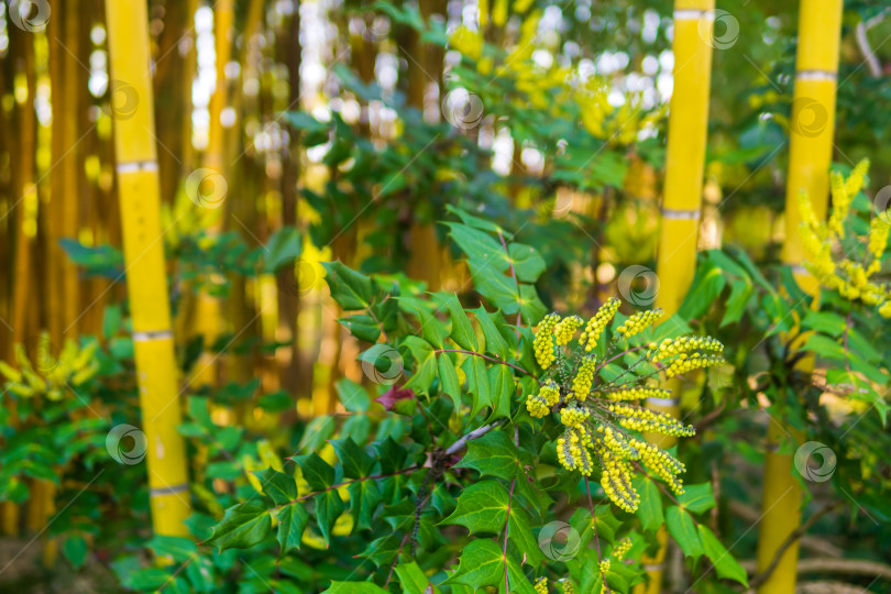 Скачать Цветы японского бербериса на фоне бамбукового леса фотосток Ozero