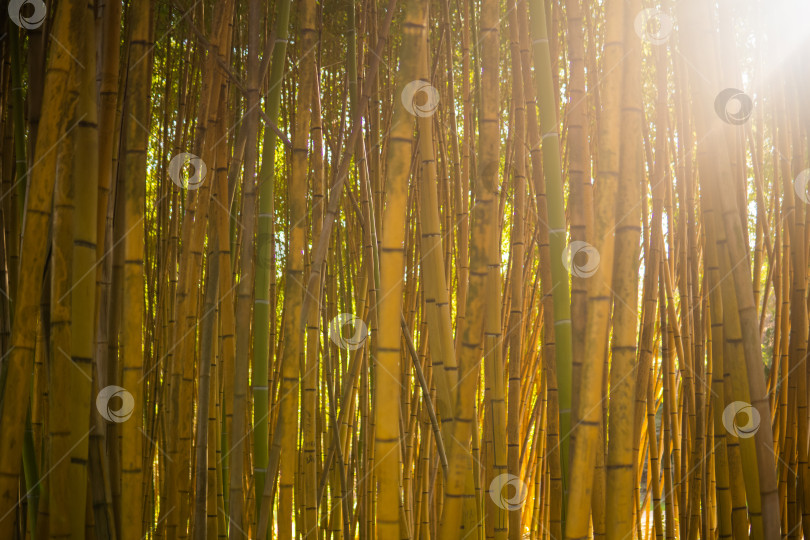 Скачать Бамбуковая роща в утреннем свете. Бамбуковый лес крупным планом. фотосток Ozero
